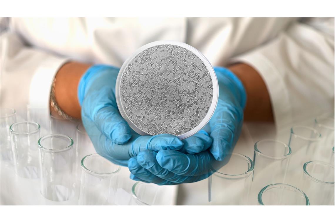 Candida albicans  ist ein Pilz der Candidagruppe, die den Hefepilzen zugeordnet wird.  Dieser Pilz ist  beim Menschen häufig auf den Schleimhäuten von Mund und Rachen und im Genitalbereich sowie im Verdauungstrakt zu finden.