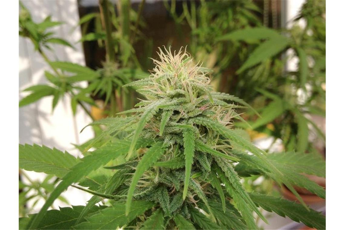 Union diskutiert über kontrollierte Cannabis-Freigabe Cannabis-Pflanzen auf dem Balkon einer Wohnung. Foto: Paul Zinken/dpa