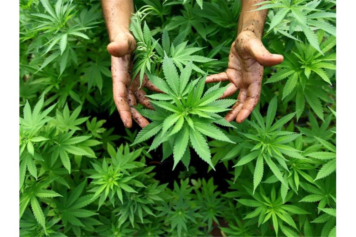 Cannabis-Pflanzen, aus denen auch Marihuana hergestellt wird, sind in einer Plantage zu sehen. Foto: picture alliance / dpa/Archivbild