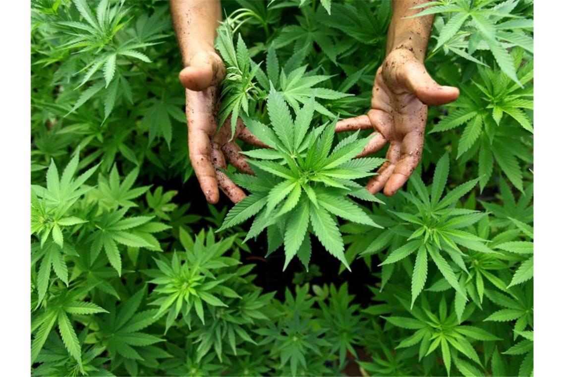 Cannabispflanzen auf einer - legalen - Plantage in Israel. Foto: picture alliance / dpa