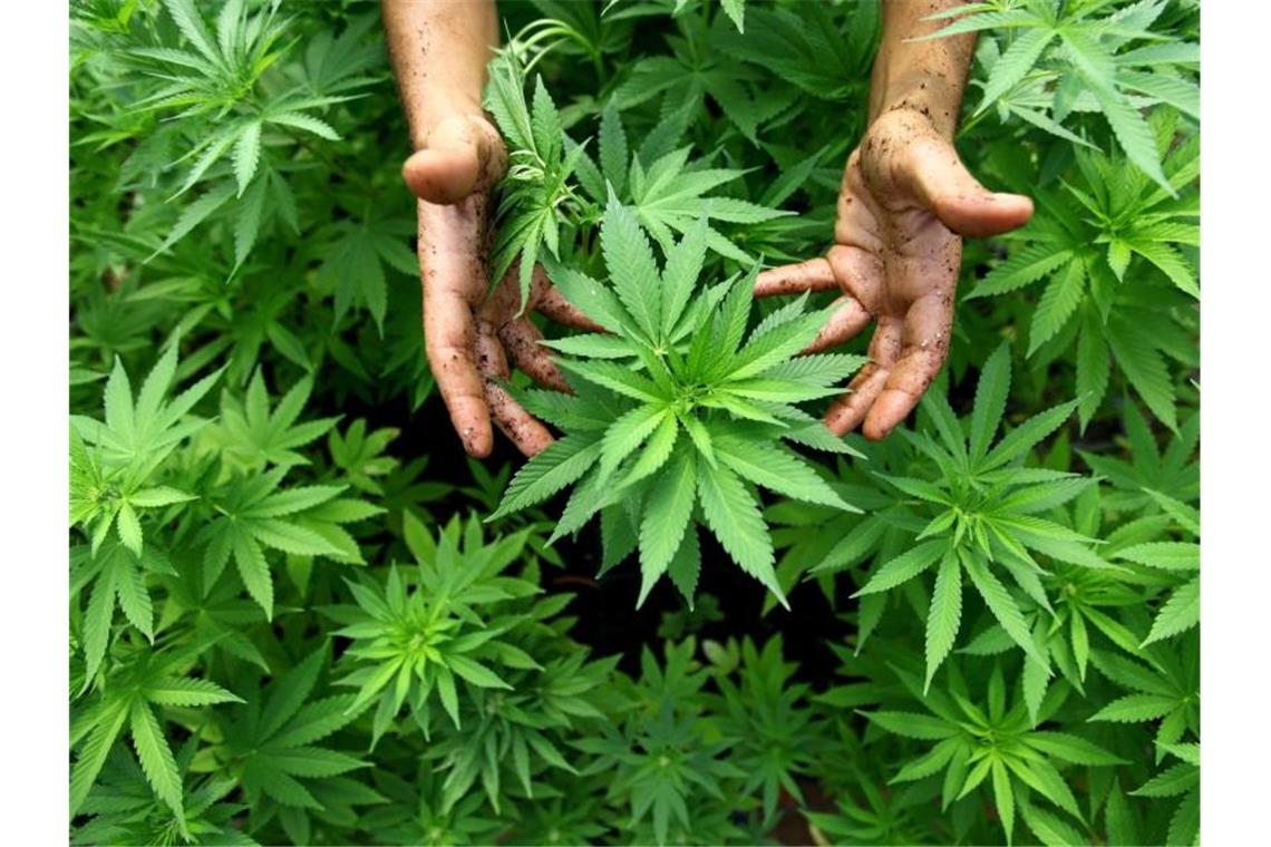 UN befürchten mehr Drogenkonsum wegen Coronakrise Cannabispflanzen auf einer - legalen - Plantage in Israel. Foto: picture alliance / dpa