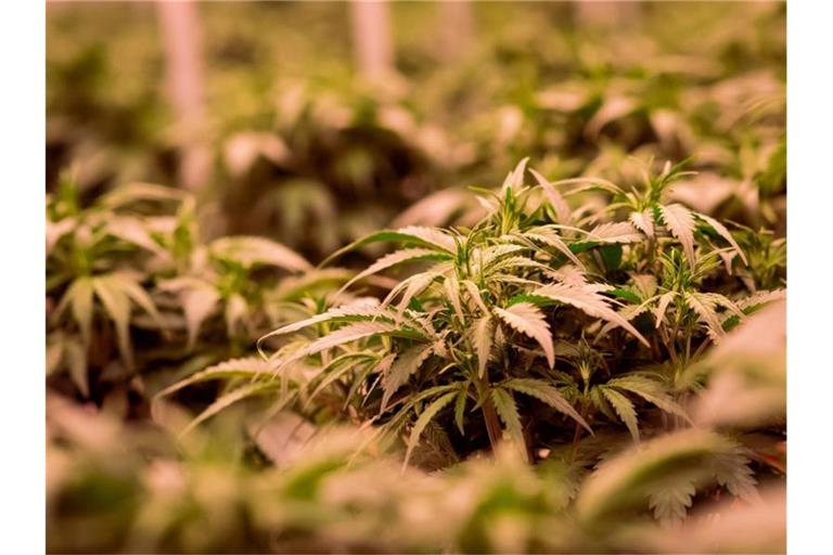 Cannabisplanzen stehen im Blühraum einer Produktionsanlage. Foto: Christian Charisius/dpa/Symbolbild