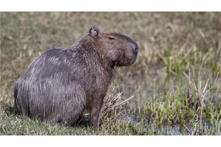 Interpol: Festnahmen in Lateinamerika bei Umwelt-Razzien Capybara und andere Wildtiere wurden bei der Operation beschlagnahmt. (Archivbild)