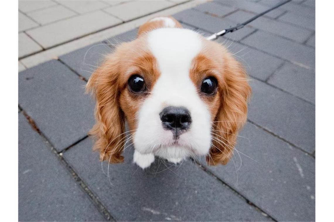Niedlich und riskante Gene: Cavalier King Charles Spaniels Cavalier King Charles Spaniel - immer extremere Schönheitsideale haben in der Zucht zu massiven gesundheitlichen Problemen geführt. Foto: Julian Stratenschulte/dpa