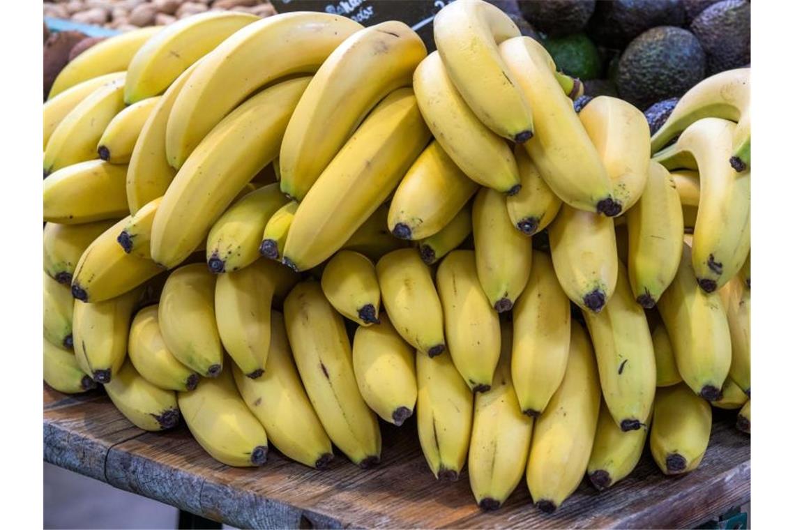 Bananenkrankheit in Kolumbien - Exportsorte betroffen „Cavendish“-Bananen machen einen Anteil von mehr als 90 Prozent auf dem deutschen Markt aus. Symbolbild: Jens Büttner Foto: Jens Büttner