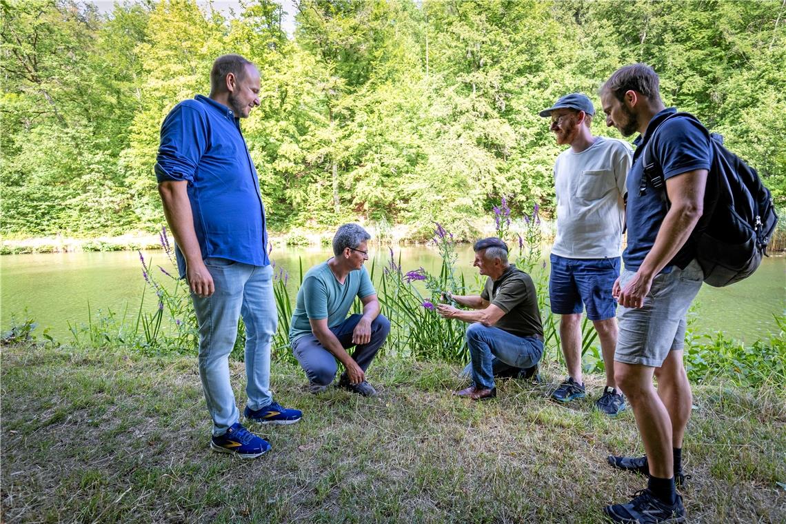 Cersten Pfisterer, Alexander Schaal, Markus Weber, Tobias Hägele und Nick Schüßler (von links) begutachten die Wasserpflanzen, die nun an den aufgewerteten Seen blühen.