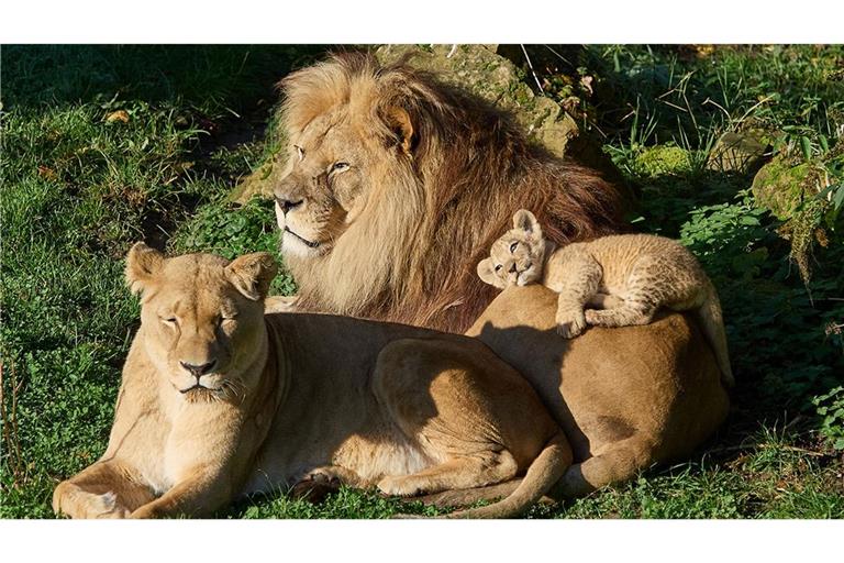 Chalid wurde eingeschläfert.