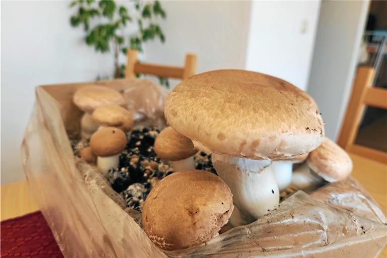 Champignons sind leicht zu züchten und zeigen nach wenigen Wochen bereits gute Ergebnisse. Fotos: privat