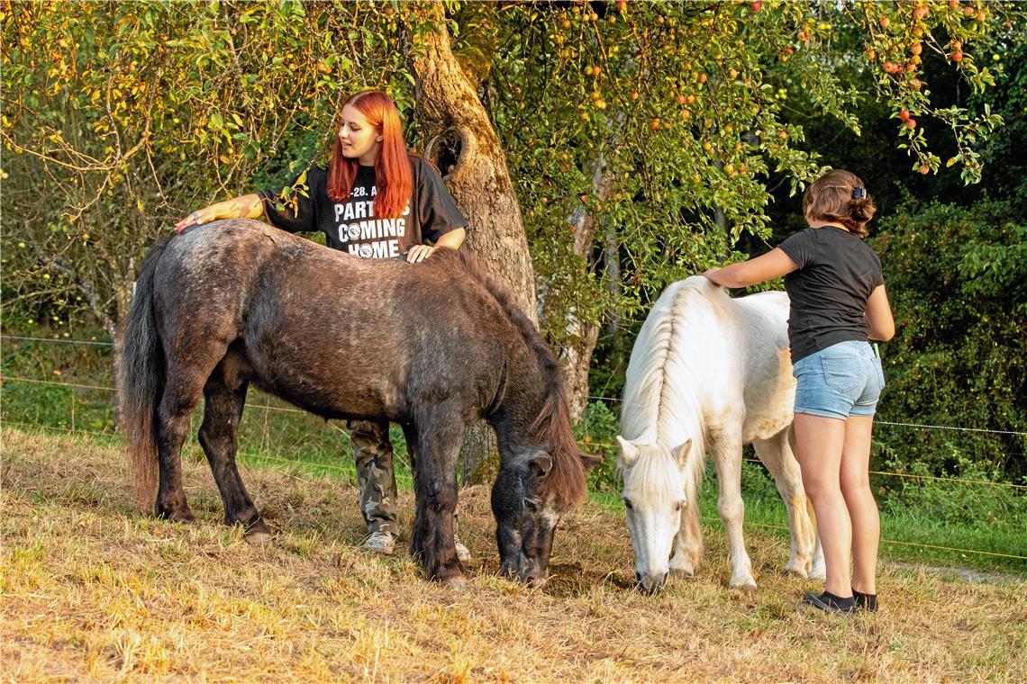 Chiara (links) und Josi kümmern sich um die Ponys Asterix und Amigo. Die Vierbeiner leisten einen wertvollen Beitrag zur Pflege der Wiese.