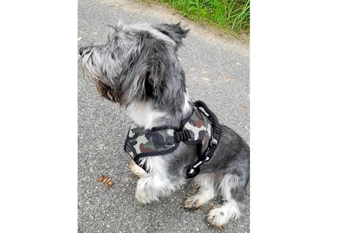 Hund Chicko wird seit Wohnungsbrand in Backnang vermisst Chicko wird schmerzlich vermisst. Foto: privat