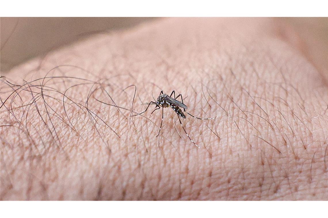 Chikungunyafieber kann durch Mückenstiche ausgelöst werden. (Symbolbild)