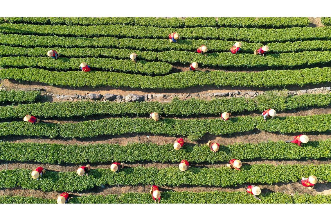 Deutsche bleiben ihrer Liebe zum Tee treu China hat im vergangenen Jahr rund 3,74 Millionen Tonnen Tee geerntet. (Archivbild)