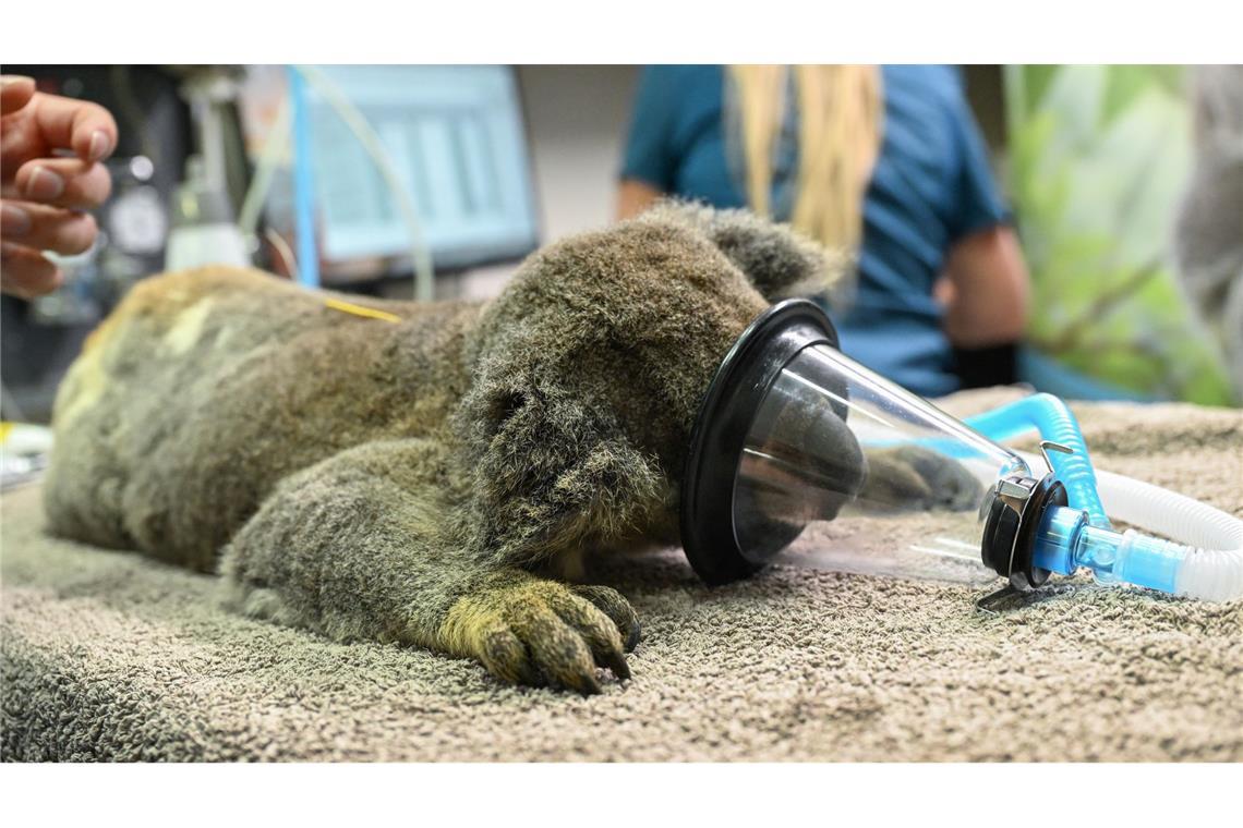Australien lässt Impfstoff gegen tödliche Koala-Krankheit zu Chlamydien haben bei Koalas oft verheerende Auswirkungen.