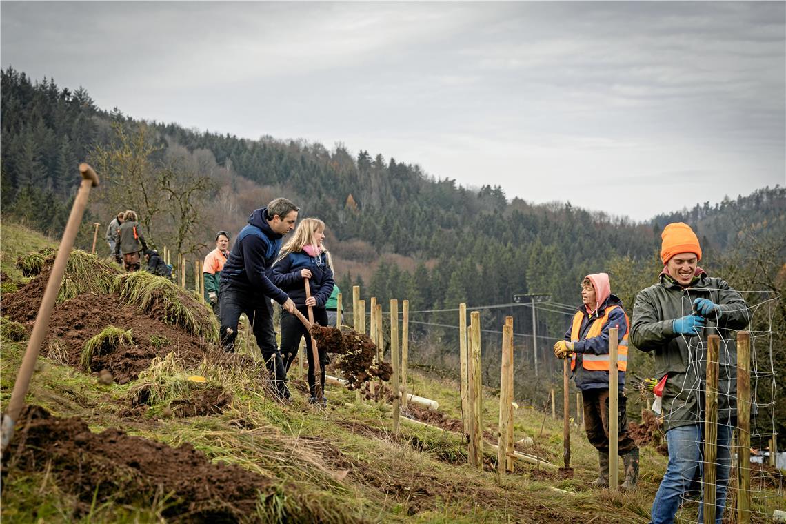 Versuchswiese für Obstbäume der Zukunft in Spiegelberg Christian Schulz (Warnweste) und Max Schäfer pflanzen auf der Versuchswiese in Spiegelberg Streuobstbäume. Foto: Alexander Becher