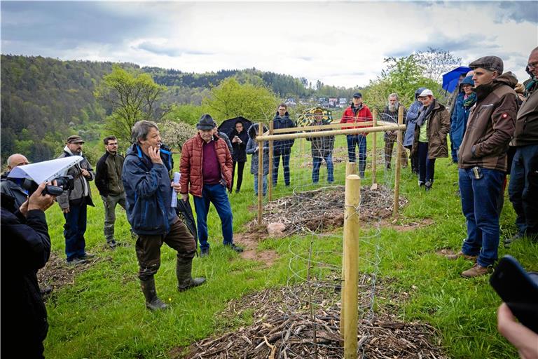 Christoph Schulz zeigt verschiedene ausgesäte Walnüsse (im hinteren Beet) und einen Klon-Walnussbaum (vorne). Foto: Alexander Becher