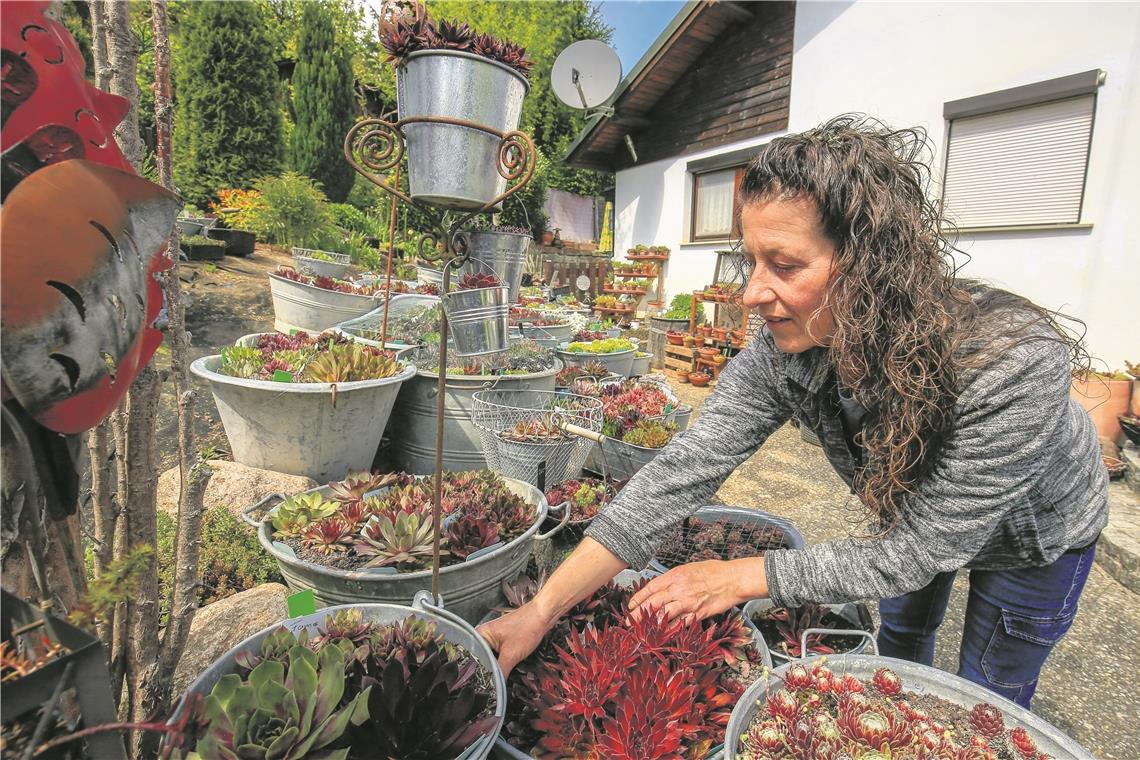 Pflegeleichtes Pflanzenparadies Claudia Roll in ihrem Pflanzenparadies mit verschiedenen Wurzenexemplaren. Foto: A. Becher