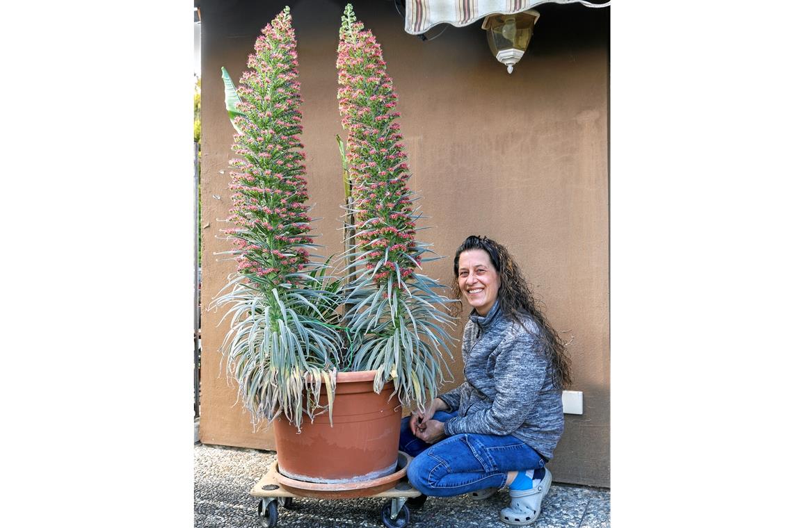 Claudia Roll mit den zirka 130 Zentimeter hohen blühenden Natternköpfen. Foto: J. Fiedler