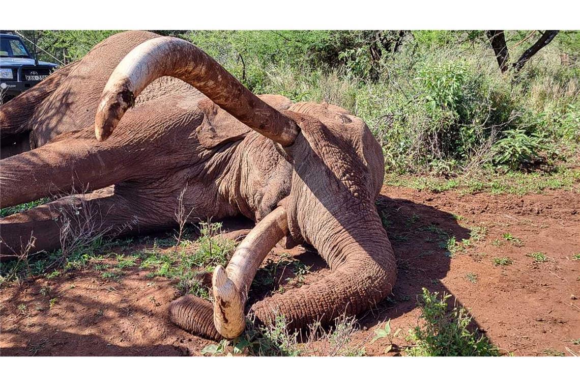 Craig zeugte mehrere Kälber und trug damit zur Weitergabe seltener genetischer Merkmale bei.