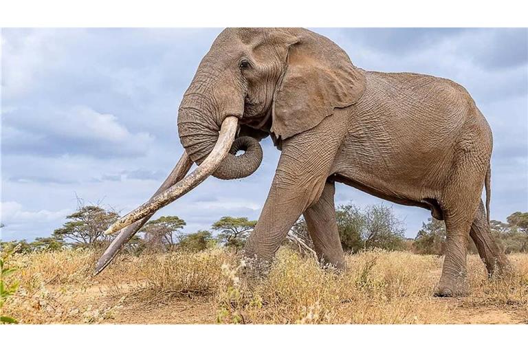 Craigs Stoßzähne waren über weite Entfernungen in den Savannen und Feuchtgebieten sichtbar. (Archivbild)