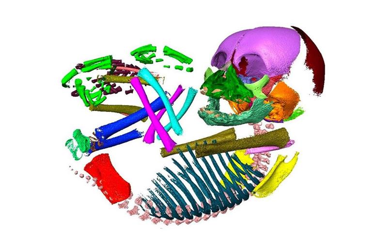 CT Scan embryonaler Schimpansen: Bei der Studie spielt die Analyse von mehr als 120 embryonalen Gewebeproben von Menschen und anderen Primatenarten eine große Rolle.