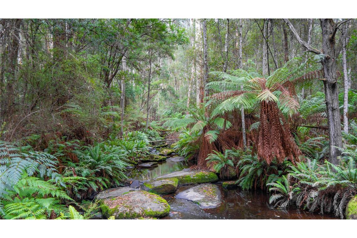 Cumberland River entlang der Kalimna Falls Wanderung im Great Ocean Road, Australien.