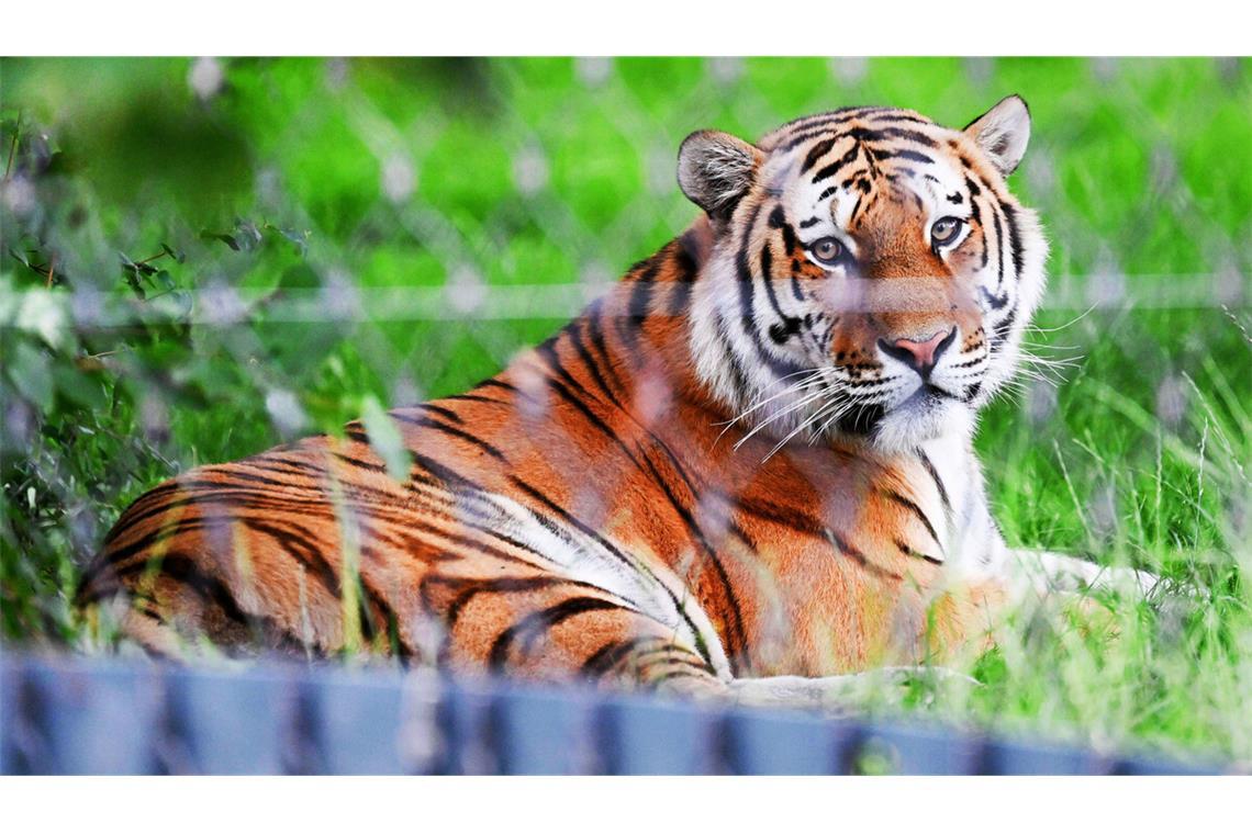 Tiger spielen Verstecken mit Besuchern Da liegt er und lässt sich vom Eröffnungstrubel nicht beeindrucken: Tigermännchen Amazar, der neue Bewohner der Wilhelma.