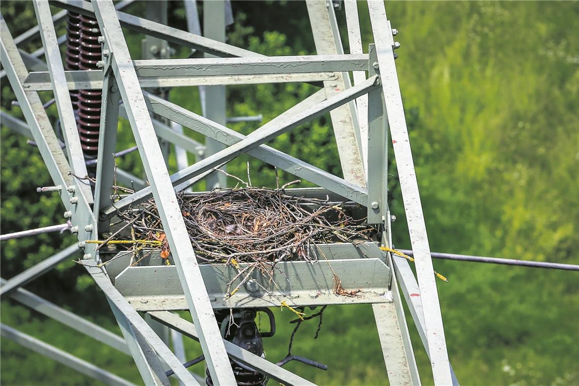 Dachgeschosswohnung mit guter Aussicht: Strommasten sind beliebte Nistplätze für Vögel. Und solange die Nester solide gebaut sind und kein Material nach unten hängt, dürfen sie bleiben.