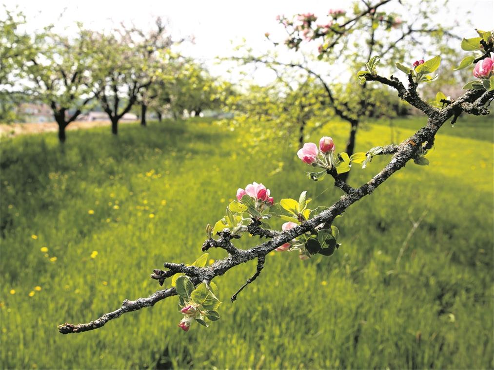 Mehr Einsatz für die Streuobstwiesen Damit eine Streuobstwiese gesund und gepflegt bleibt, ist viel Arbeit nötig. Archivfoto: A. Becher