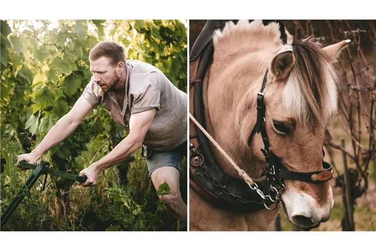 Daniel Schweizer pflügt den Boden in seinen Weinbergen mit Hilfe von Pferden wie Funa (rechts).
