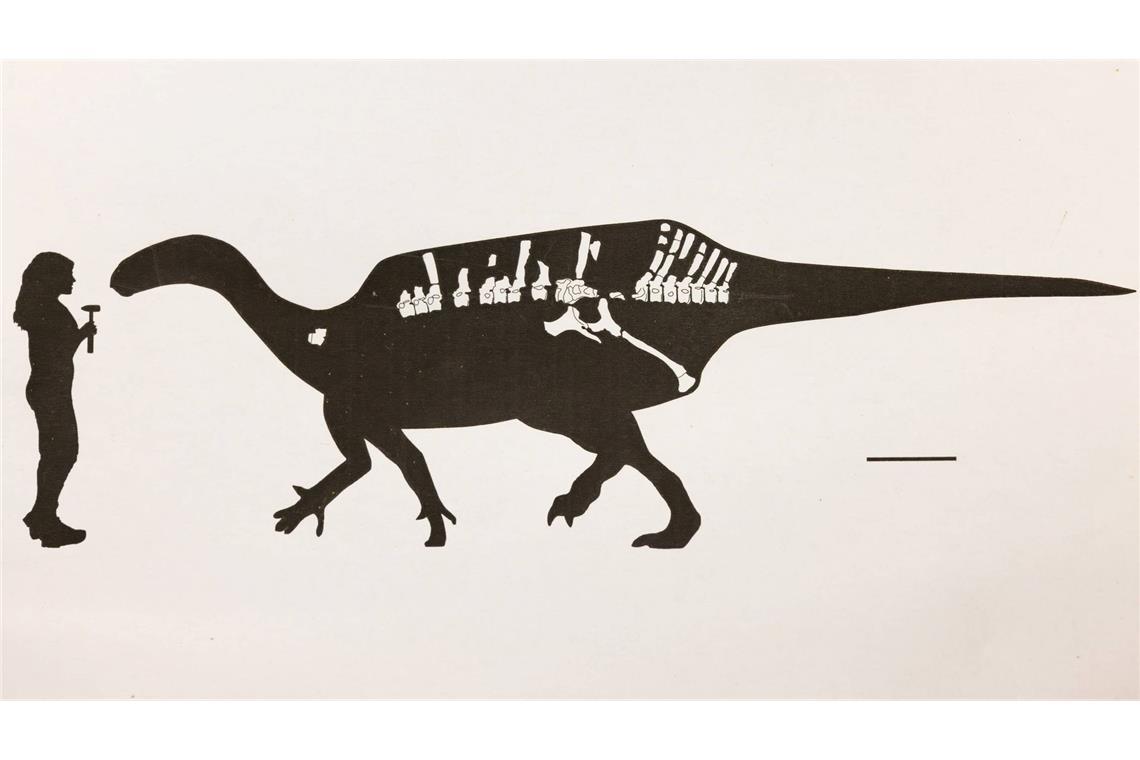 Dinosaurier mit Hautsegel entdeckt Darstellung von Istiorachis macaruthurae im Vergleich zum Menschen