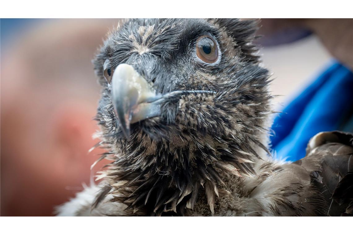 Bilder des Tages Das 88 Tage alte Bartgeierweibchen Luisa wird vor ihrer Auswilderung im Nationalpark Berchtesgaden gezeigt.