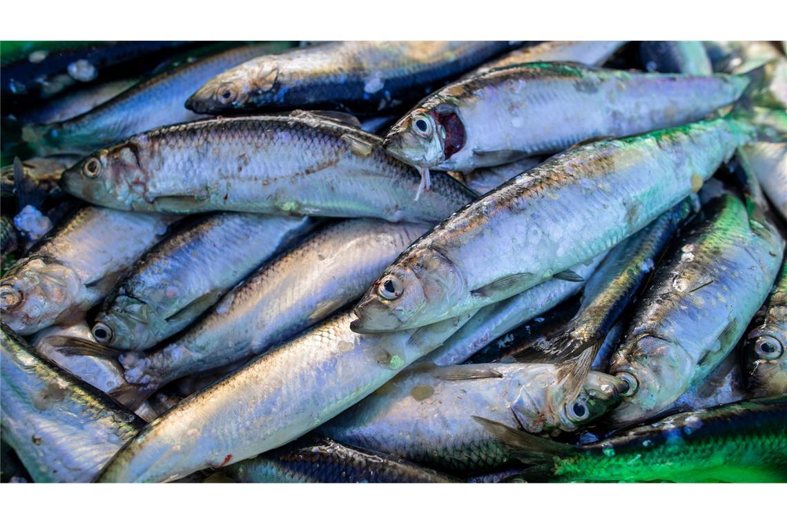 Globales Verbot der schädlichsten Fischereisubventionen Das Abkommen soll die Fischerei nachhaltiger machen. (Symbolbild)