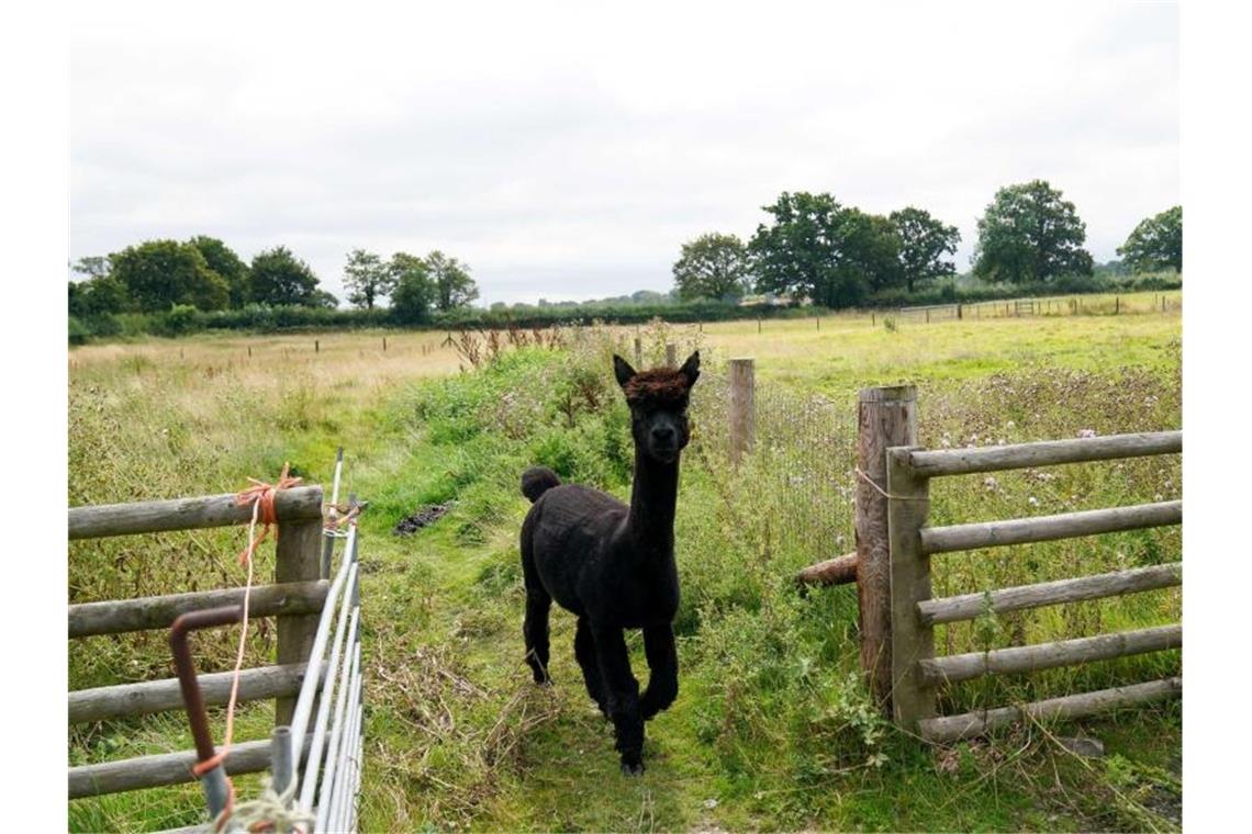 Das Alpaka Geronimo läuft auf der Shepherds Close Farm über eine Weide. Foto: Jacob King/PA Wire/dpa