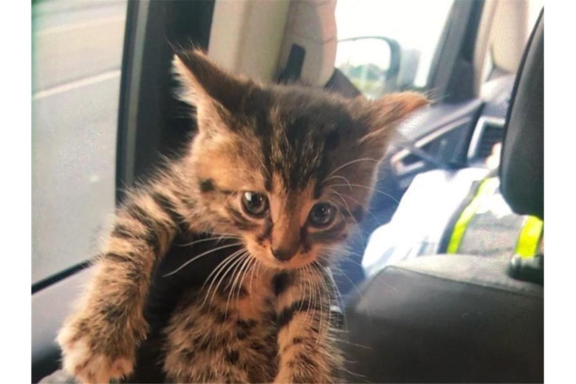 Das aus dem Motorraum eines Autos in Essen geborgene Katzenbaby. Foto: --/Polizei Essen/dpa