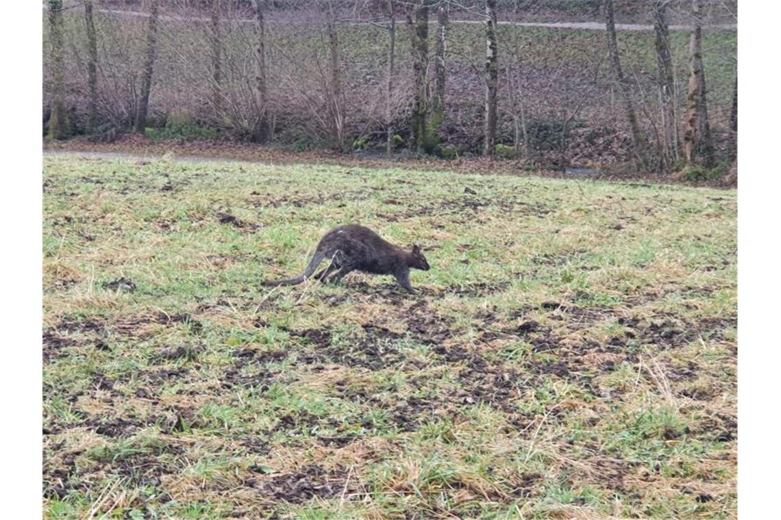 Ausgebüxtes Känguru im Ortenaukreis unterwegs Das ausgebüxte Känguru hüpft im Ortenaukreis über eine Wiese. Foto: -/Polizeipräsidium Offenburg/dpa