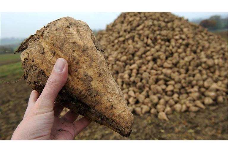 Das Bakterium Candidatus Phytoplasma solani wird durch Stiche der Schilf-Glasflügelzikade auf Pflanzen wie Zuckerrüben und Kartoffeln übertragen. Die Erreger lösen die Krankheiten Stolbur  und  „Syndrome Basses Richesses“ (SBR, Syndrom der niedrigen Zuckergehalte) aus.