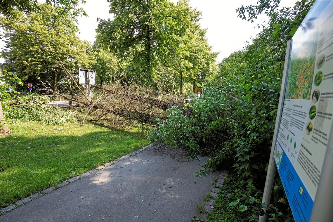 Das Baumtrio blockierte den Fuß- und Radweg, der durch die Bácsalmás-Anlage führt. Nur fünf Meter weiter gibt es eine viel genutzte Parkbank, die ebenso wie die Hinweistafel unbeschädigt blieb. Der Baum stürzte exakt durch die Lücke und verschonte auch das Verkehrsschild an der Talstraße.