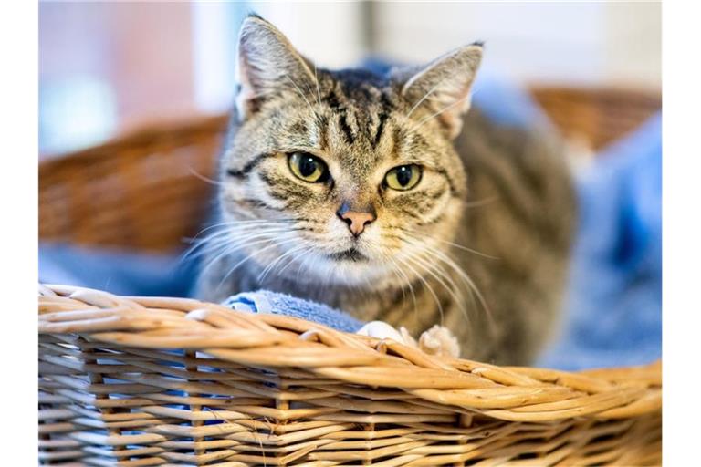 Das beliebteste Haustier in Deutschland ist mit großem Abstand die Katze. Foto: Hauke-Christian Dittrich/dpa