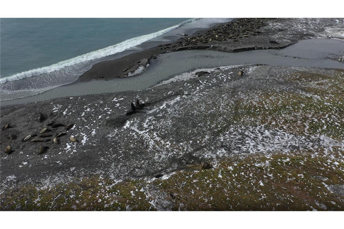 Das besonders krankheitserregende H5N1-Virus befällt vor allem Vögel.