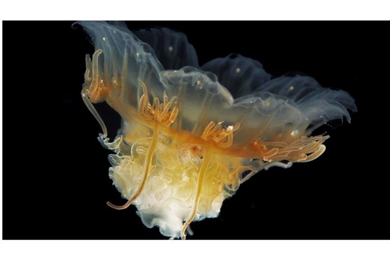 Das Bild zeigt eine Scyphozoan Cyanea capillata, die auch als Feuerqualle bekannt ist. Im Gegensatz zu vielen anderen Meeresbewohnern gehören Quallen zu den Gewinnern des Klimawandels.