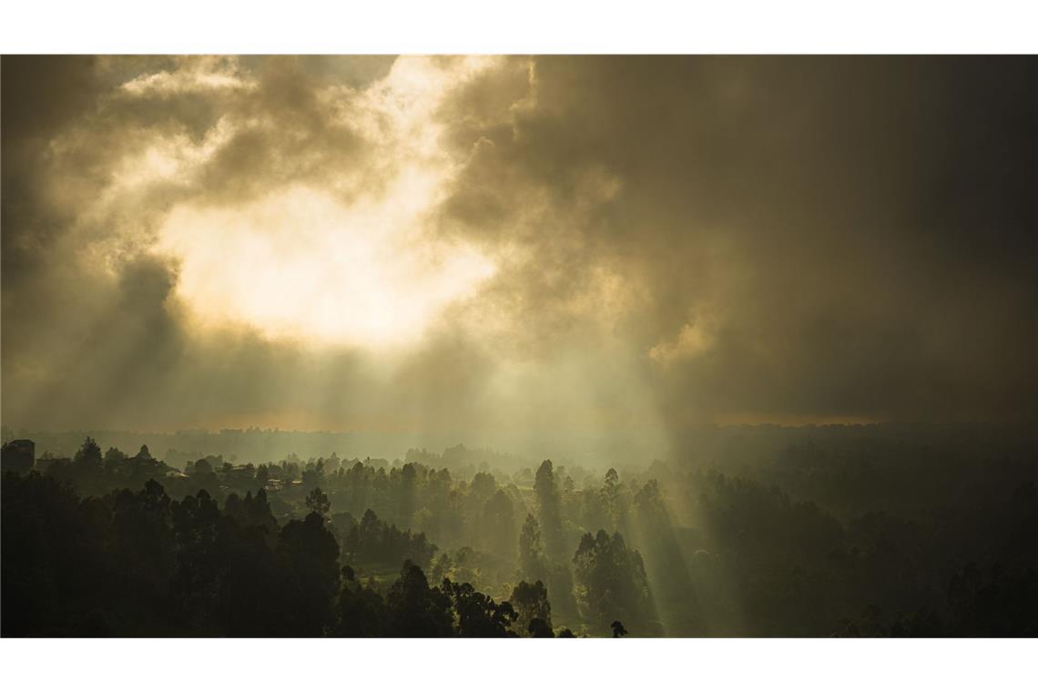 Mehr als 30 Leichen aus Wald geborgen Das Bild zeigt einen Wald in Kenia. (Archivbild)