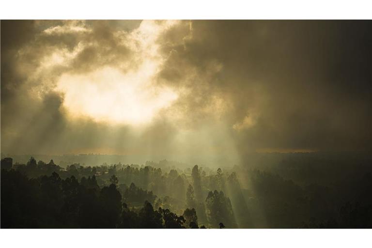 Das Bild zeigt einen Wald in Kenia. (Archivbild)