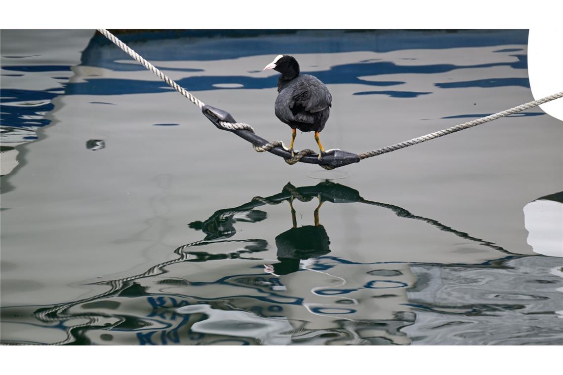 Das Blässhuhn spiegelt sich im Bodensee wider.