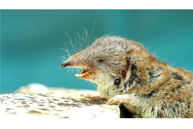 Das Borna Disease Virus 1 (BoDV-1) kommt in der Feldspitzmaus (Crocidura leucodon) vor. Wie genau das Virus auf den Menschen übergeht, ist bisher nicht geklärt.