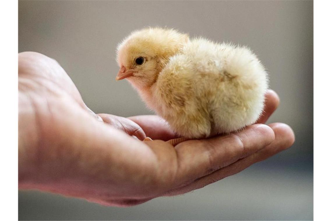 Was sind die Alternativen zum Kükentöten? Das Bundesverwaltungsgericht in Leipzig muss als höchste Instanz klären, ob das massenhafte Kükentöten mit dem Tierschutzgesetz vereinbar ist. Foto: Peter Endig