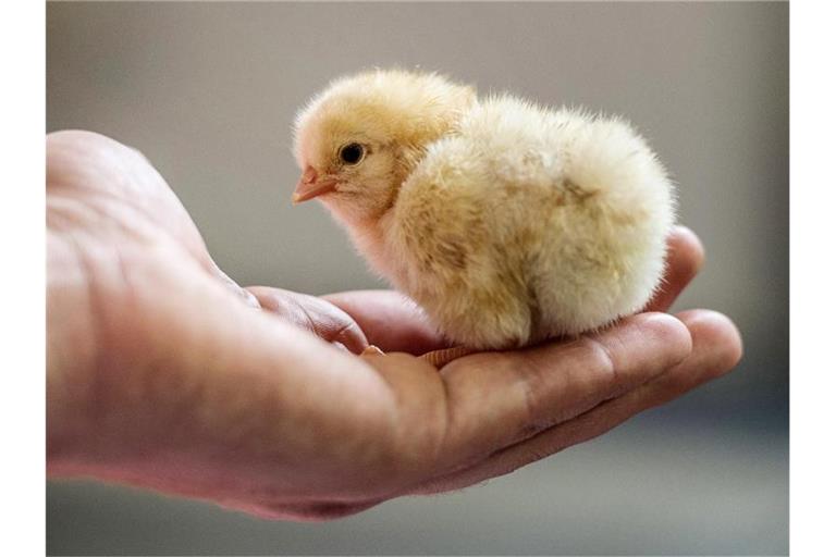 Das Bundesverwaltungsgericht in Leipzig muss als höchste Instanz klären, ob das massenhafte Kükentöten mit dem Tierschutzgesetz vereinbar ist. Foto: Peter Endig