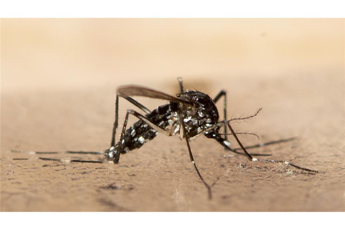 Chikungunya breitet sich in China aus - WHO warnt global Das Chikungunya wird durch bestimmte Mücken übertragen. (Symbolbild)