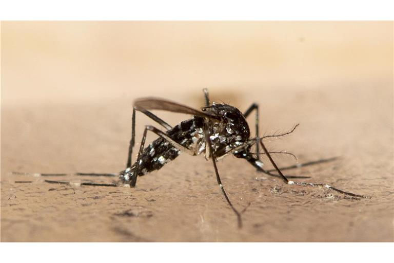 Das Chikungunya wird durch bestimmte Mücken übertragen. (Symbolbild)