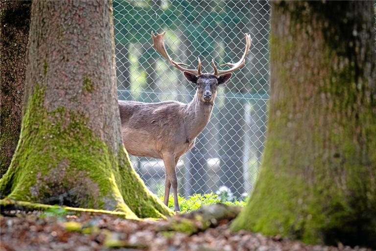 Das Damwild und die Mufflons in dem 4,5 Hektar großen Gehege im Plattenwald sind gegenüber Besuchern etwas scheu. Fotos: A. Becher