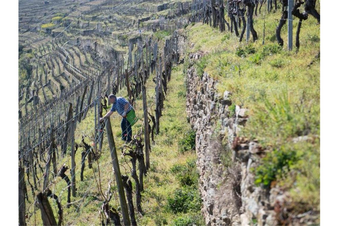 Das Direktkundengeschäft mit Wein legt während der Corona-Krise deutlich zu. Foto: Marijan Murat/dpa